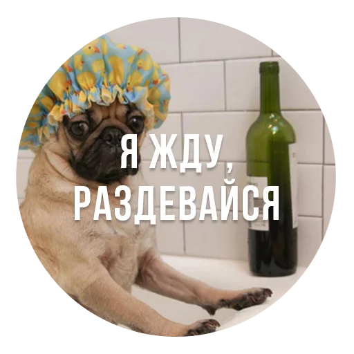 bad pugs bad pugs -