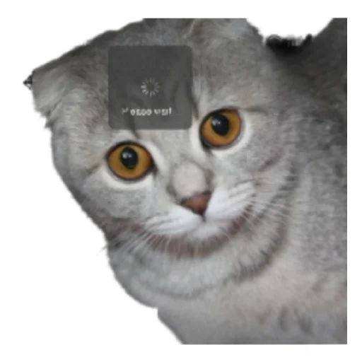 Банда Банда -