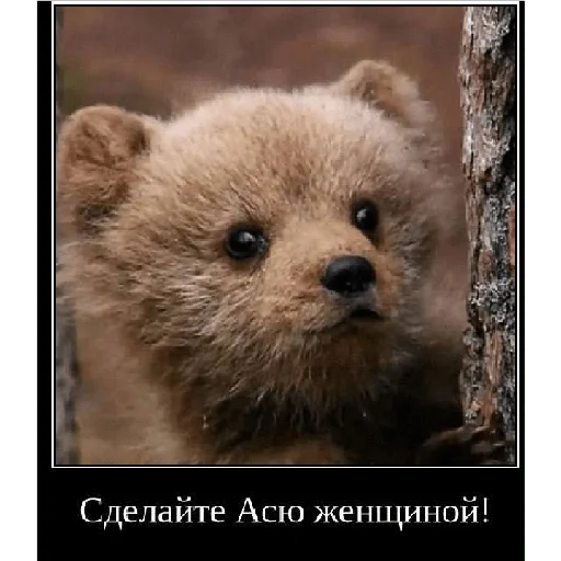 Смешная банда дичи Смешная банда дичи -