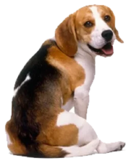Стикер beagle-1 - 0