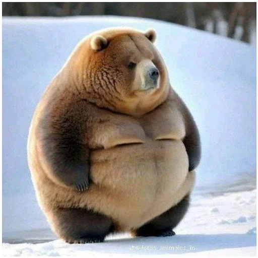 Bear - 