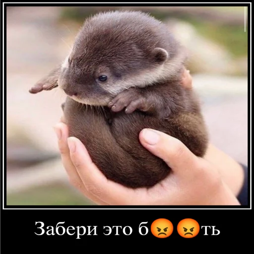 Sticker Бебряха - 2 Sticker Бебряха - 2