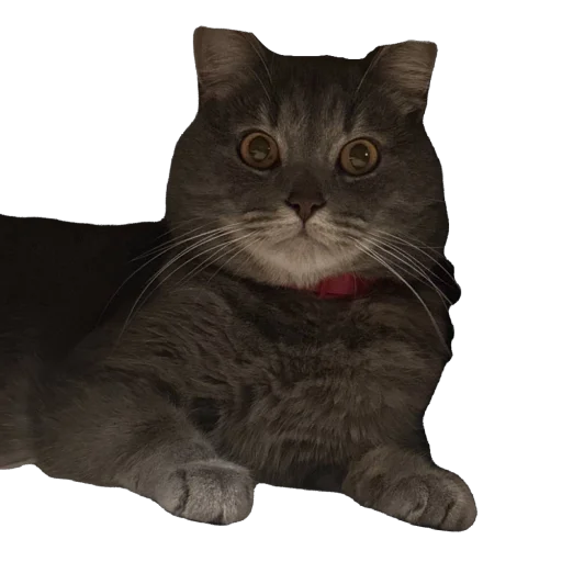 Бэн Бэн -