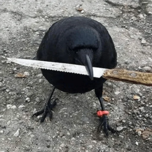 Вороньё Вороньё -