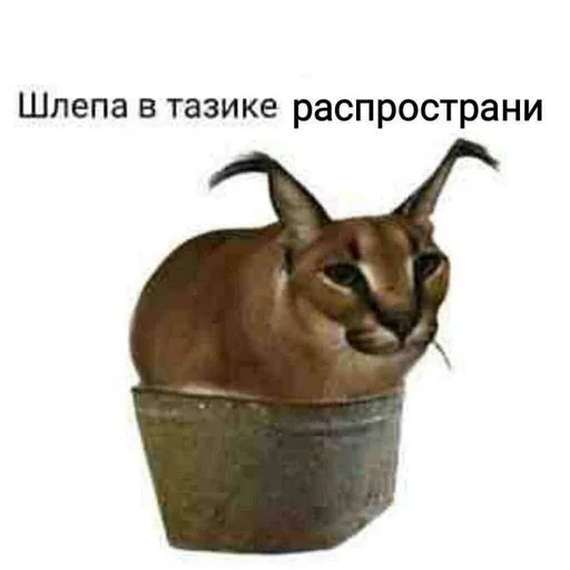 Стикеры Шлёпы (by @KubikRubik001) Стикеры Шлёпы (by @KubikRubik001) -