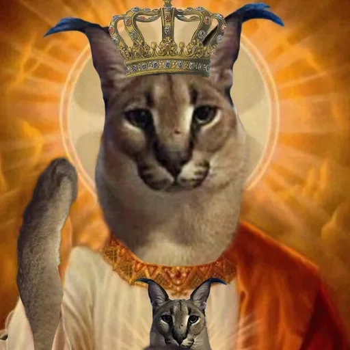 animal animal cat mammal
