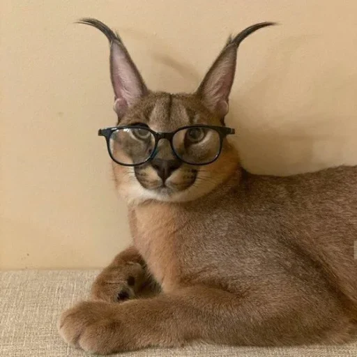 animal animal cat mammal