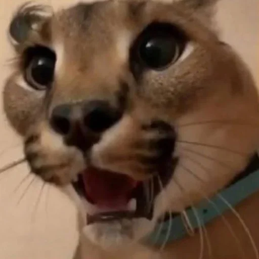 animal animal cat mammal
