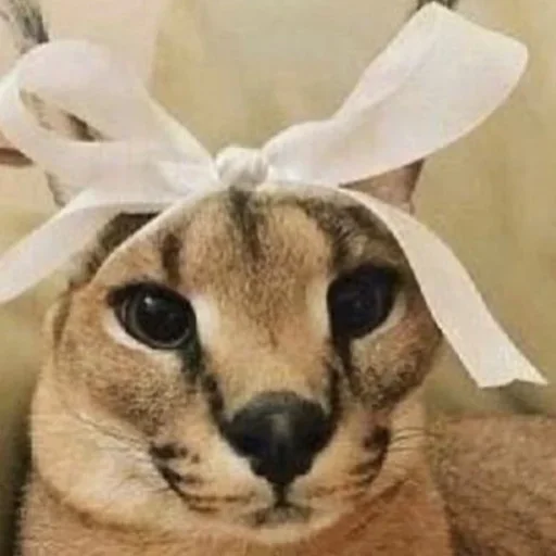 cat cat animal whiskers