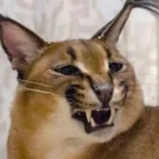 animal animal cat mammal