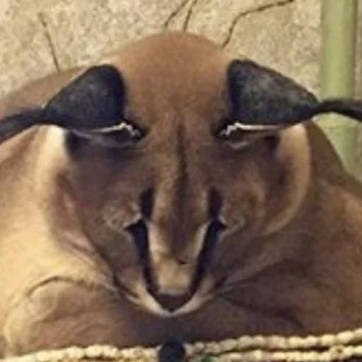 animal animal cat mammal