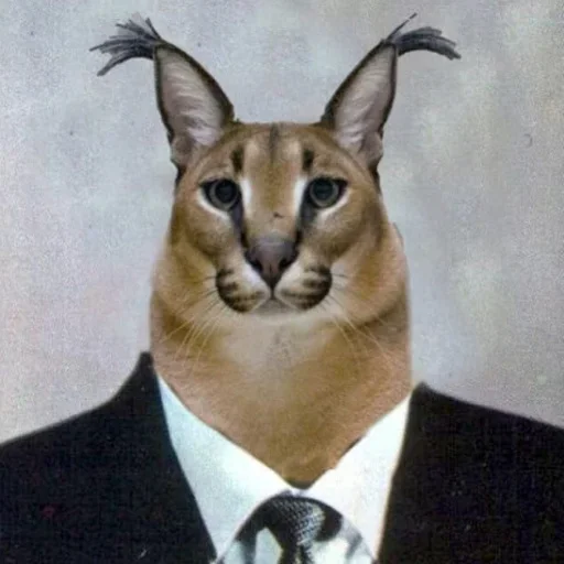 animal animal cat mammal