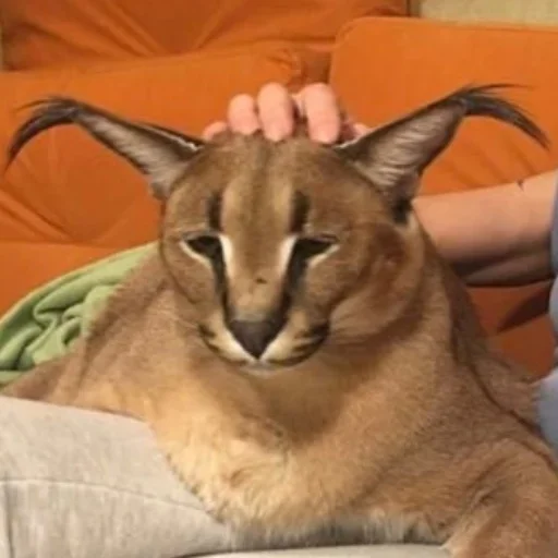 cat cat animal mammal