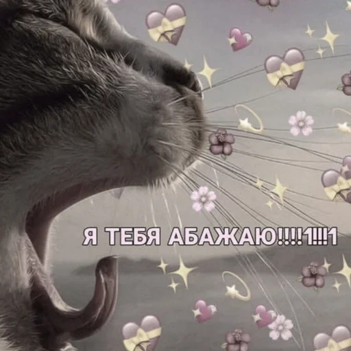 animal animal mammal cat