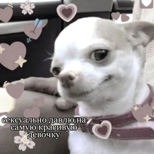 animal animal pet mammal