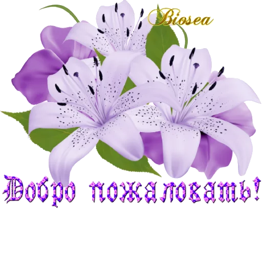 Sticker Biosea Диана Мансурова - 3 Sticker Biosea Диана Мансурова - 3