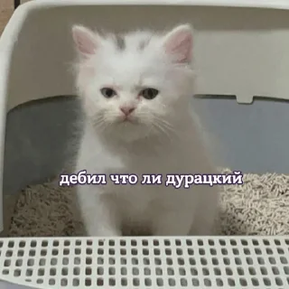 Стикер smirnova's cats - 0