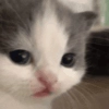 smirnova's cats smirnova's cats -