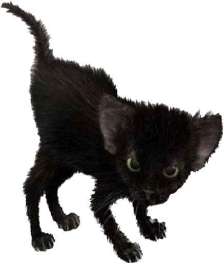 blackcat blackcat -