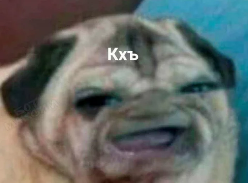 animal animal mammal dog