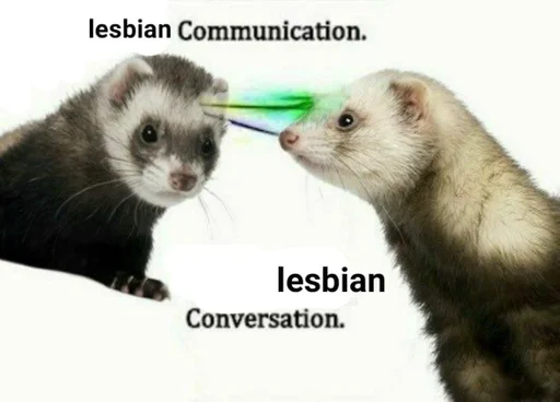 mammal mammal animal polecat