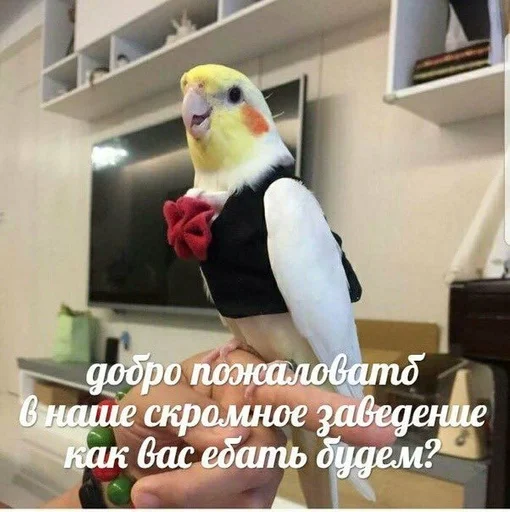 animal animal bird parrot
