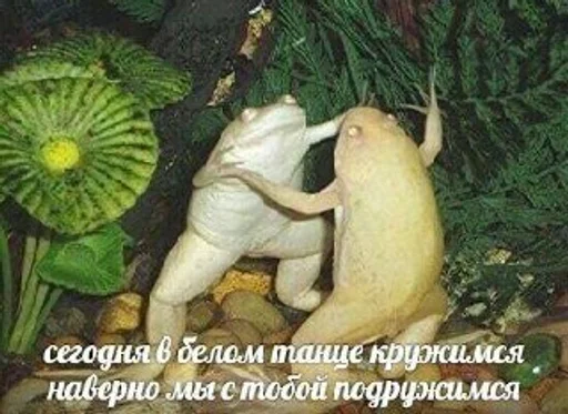 text text animal frog