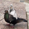Bleach Bleach -