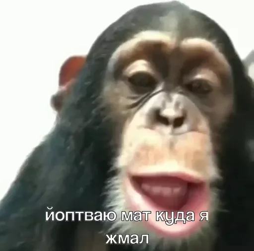 No gifs only sticks No gifs only sticks -