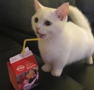 BOH, SONO IO BOH, SONO IO - small to medium-sized cats