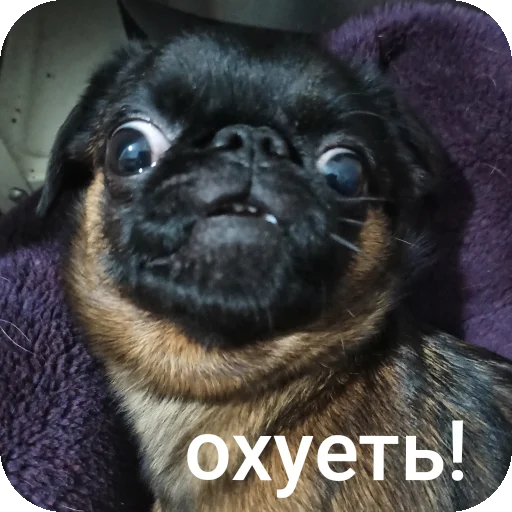 Брабогриффотусаекб Брабогриффотусаекб -