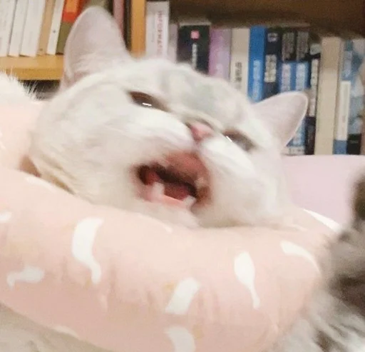 بِسَسْ💜🐈 بِسَسْ💜🐈 -
