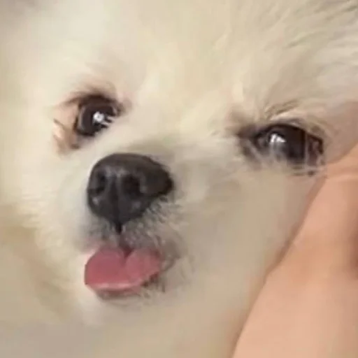 BubWhiteShpitz BubWhiteShpitz -