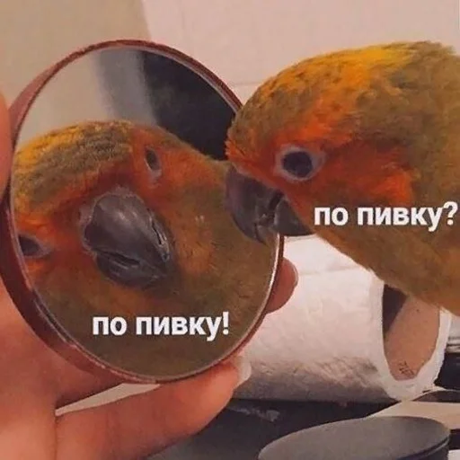 попугай попугай птица животное