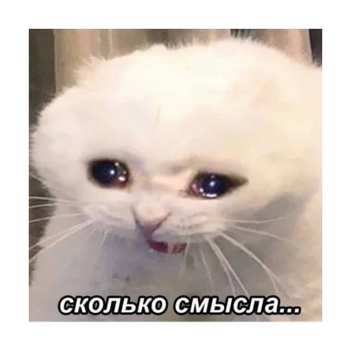 млекопитающее млекопитающее животное кошка