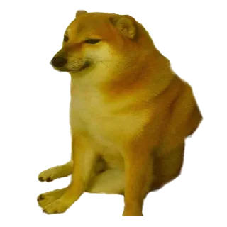 Doge Doge - животное