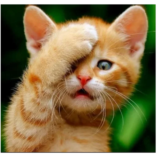 catsboom catsboom -