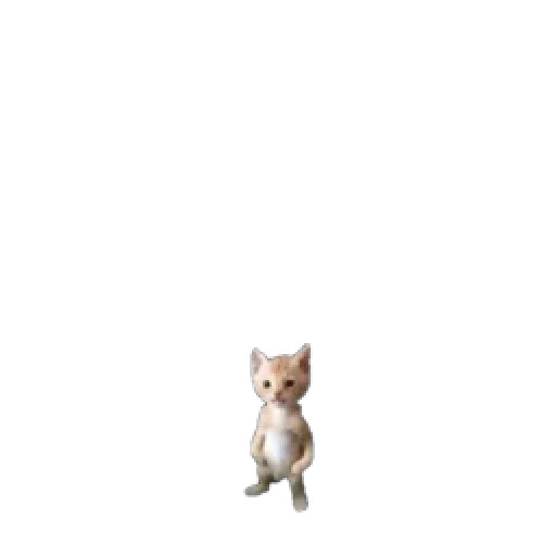 Cato Cato - кошка