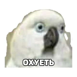 Sticker Член - 4