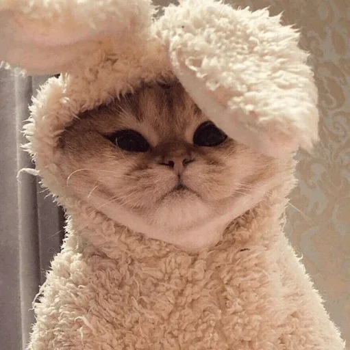 Cats Mood | @Berly