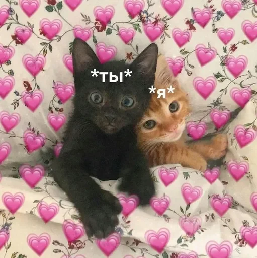 Котики @stickerslovez Котики @stickerslovez -