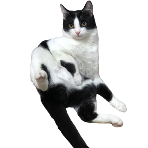 котомемасы котомемасы -