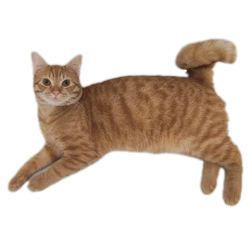 CaTestPack CaTestPack -
