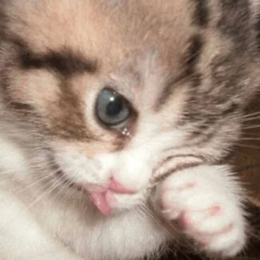 Animals :: @fStikBot Animals :: @fStikBot -