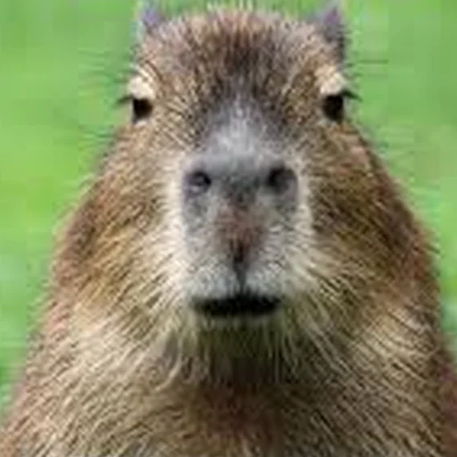 Sticker Capybara Are My Life - 0