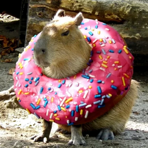 CapybaRa CapybaRa -