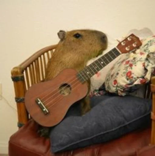 Capybara @MyselfMeandIo Capybara @MyselfMeandIo -