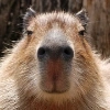 Капибарность @Capybaraness Капибарность @Capybaraness -