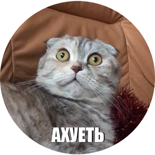 CatEris CatEris -