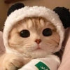 Котабрь Котабрь -